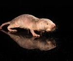 Naked Mole Rat Gene Boosts Mouse Health and Longevity