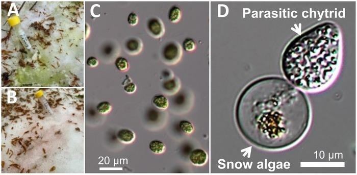 Chytrids May Inhibit Glacier Melting by Parasitizing Snow Algae