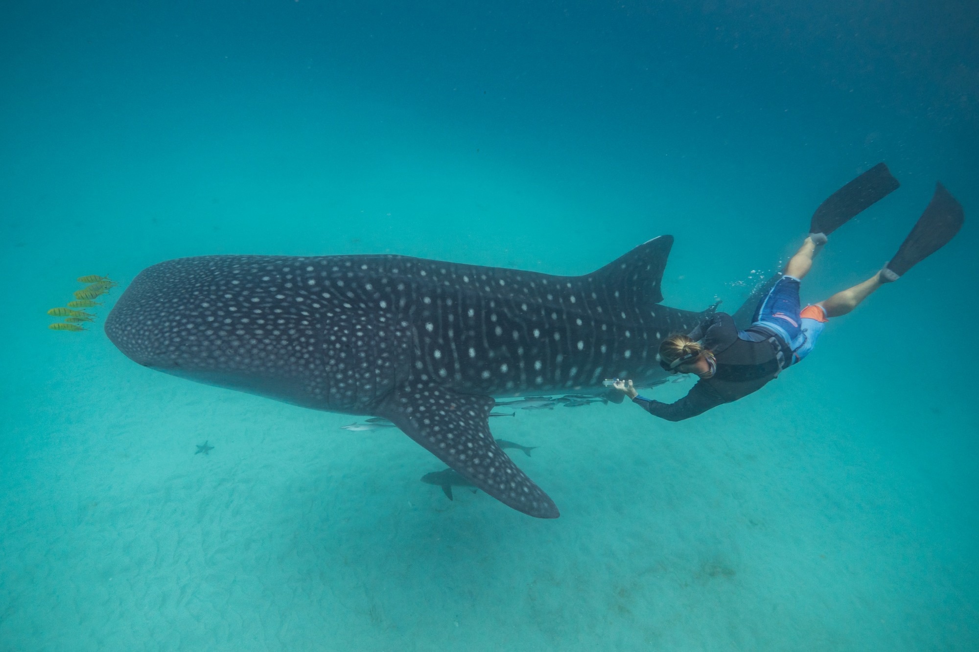 Whale Shark Health Relies on Habitat, Diet – and the Right Mix of Microbe