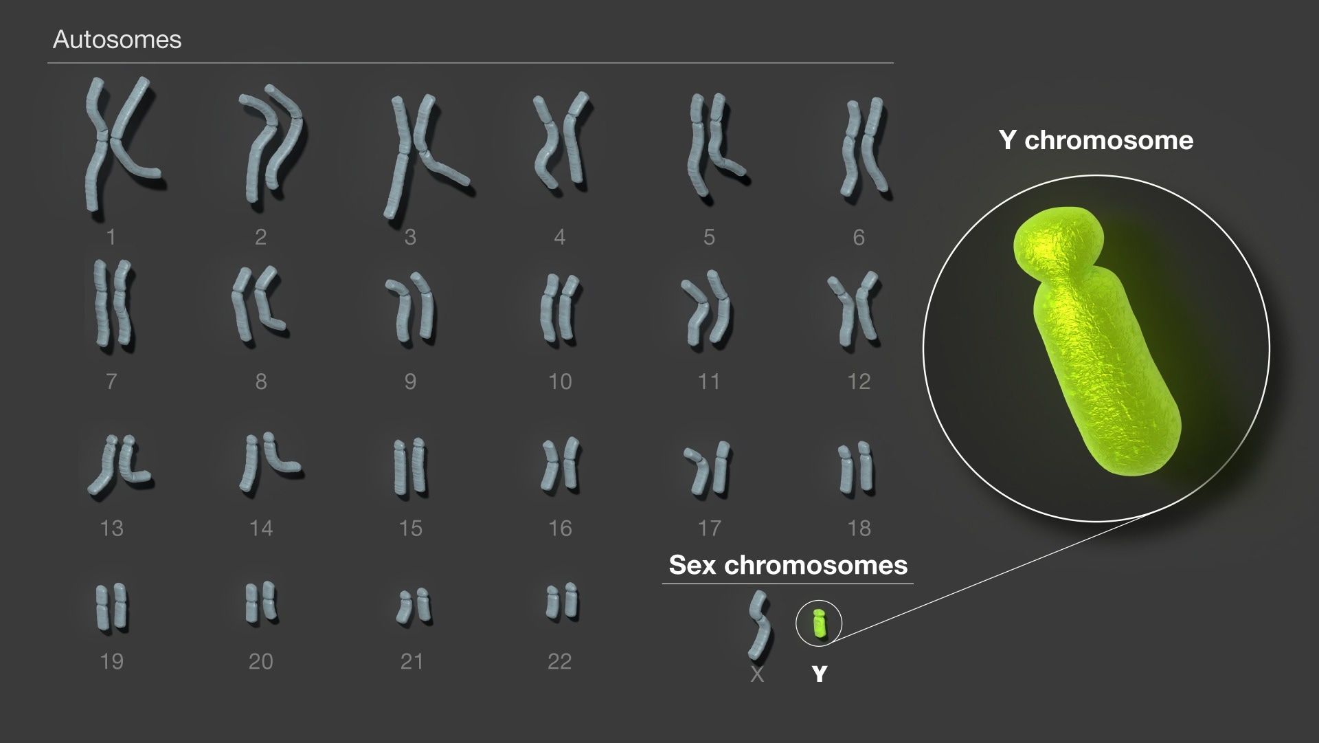 Human chromosomes. Image Credit: NIH/NHGRI