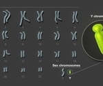 The Last Piece of Our Genome: Sequencing the Y Chromosome