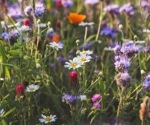 Ozone Pollution Threatens Wildflower Abundance and Crop Yields