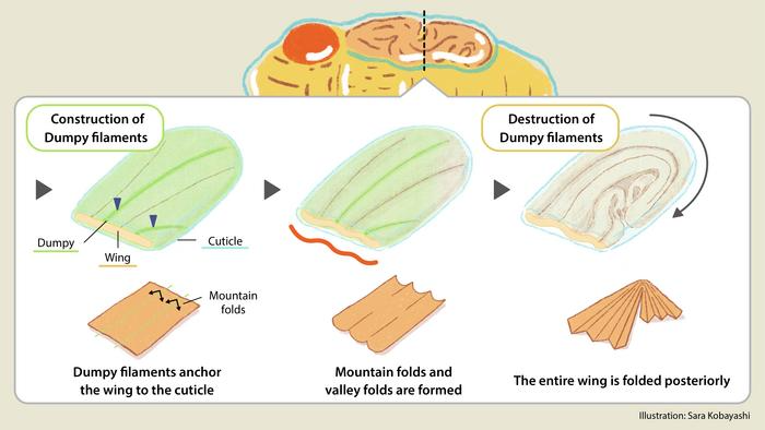 Understanding Tissue Development and Regeneration in Fruit Flies
