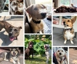Canine DNA Database Provides Unprecedented Look at Dog Evolution