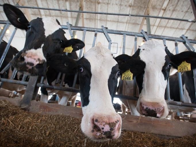 Histidine Supplementation Increases Milk Yield in Cattle Fed Low-Protein Diets