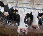 Increasing Milk Yield in Cattle with Low-Protein Diet