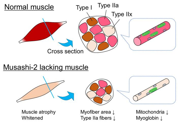 Musashi-2 Protein Plays Key Role in Skeletal Muscle Mass and Metabolism