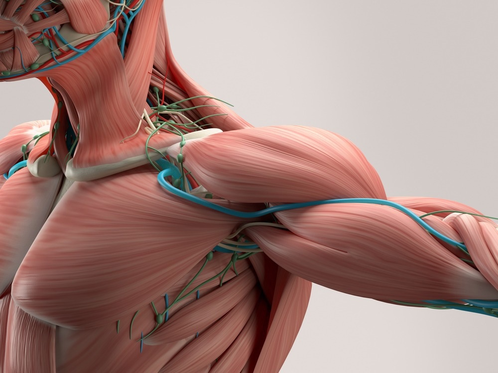 Image Credit: Anatomy Image/Shutterstock.com