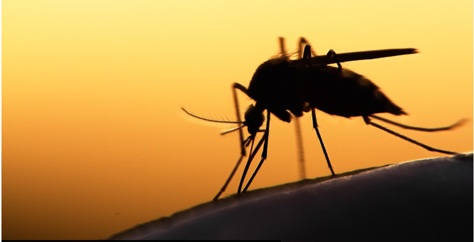 Genomic Surveillance Finds Malaria-Causing Parasites Resistant to Treatments