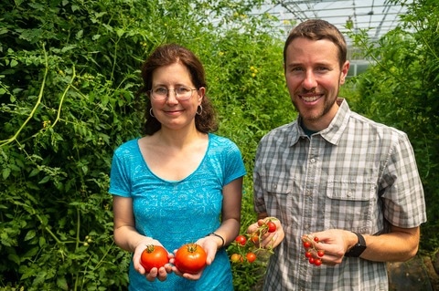 Tomatoes’ Distinctive Flavor Is the Result of Evolutionary Syndromes