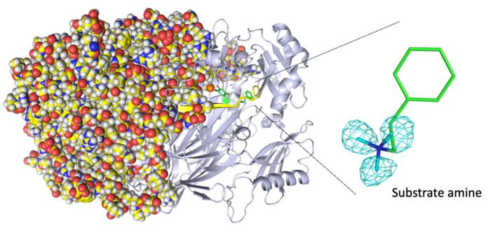 Revealing How Copper Amine Oxidase Enzymes Stabilize Radical Intermediates