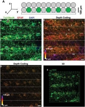 Bioprinted Neural Networks Mimic Brain Circuits