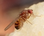Fruit Flies Show How Brain Reward-Based Decisions Work