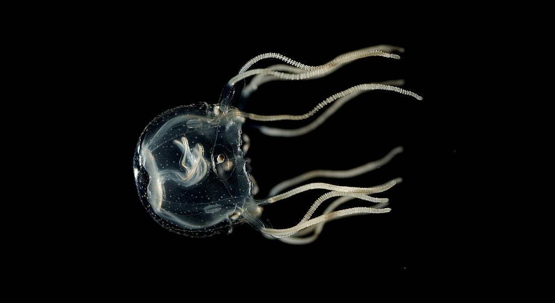 Jellyfish are More Advanced Than Previously Thought