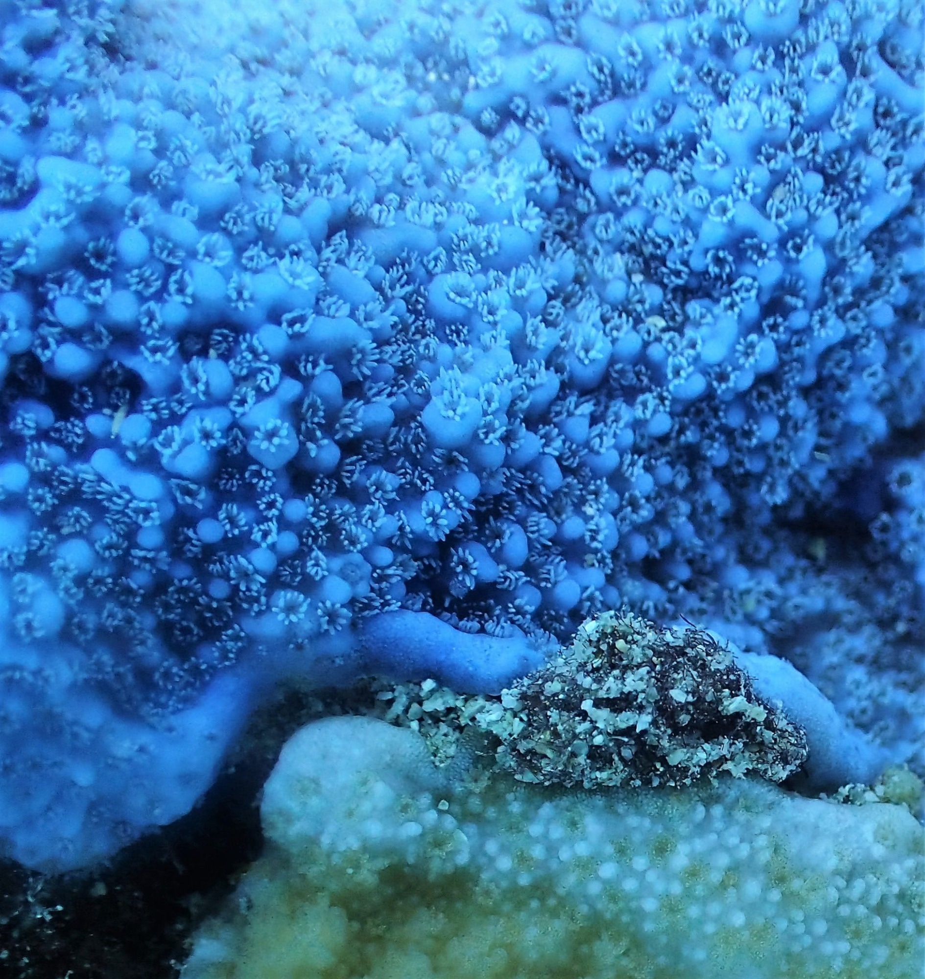 Novel Approach Reveals Unprecedented Detail of Coral Biochemistry