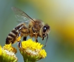 The Recognition of Polymorphic Csd Proteins Defines Sex in Honeybees