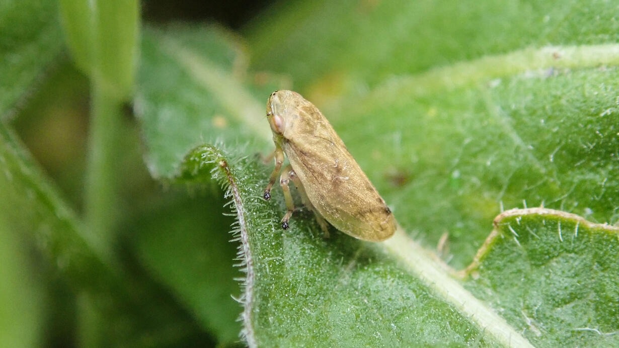 Meadow Spittlebug’s Wide Host Range Poses Serious Agricultural Threat