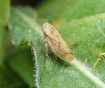 Meadow Spittlebug’s Wide Host Range Poses Serious Agricultural Threat