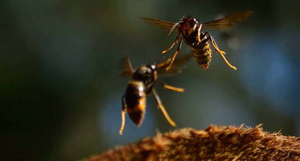 Bumblebees Have an Effective Defense Mechanism Against Asian Hornets