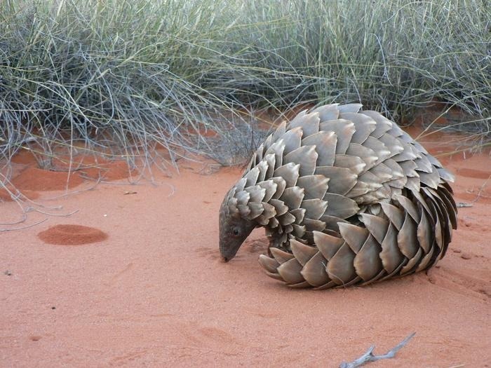 New Genomic Study Could Help Save Pangolins From Extinction