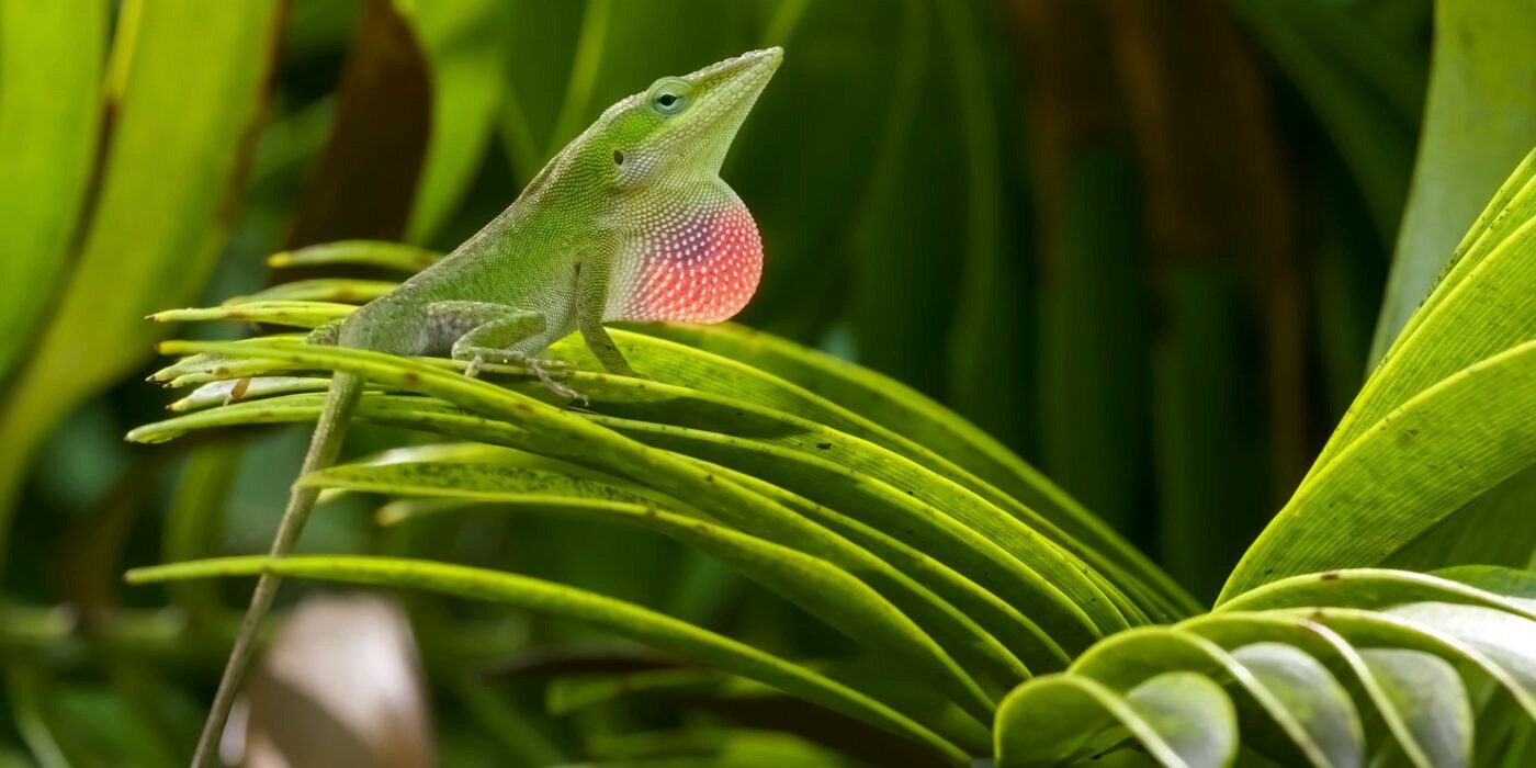 Measuring the Long-Term Survival of Lizards in the Wild