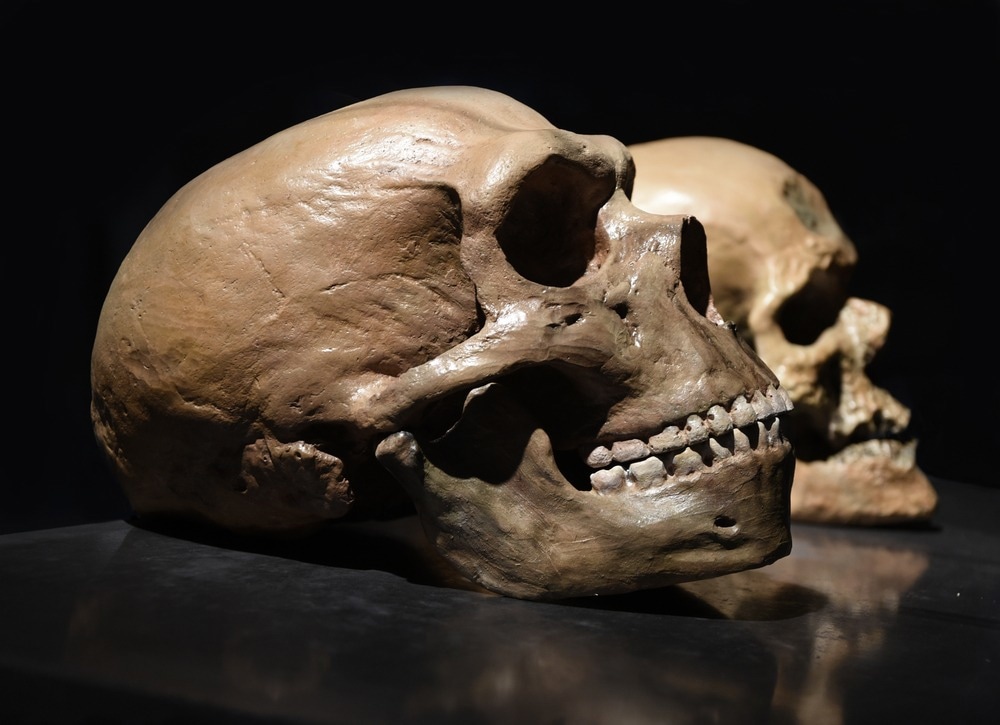 Neanderthal vs human skull photo