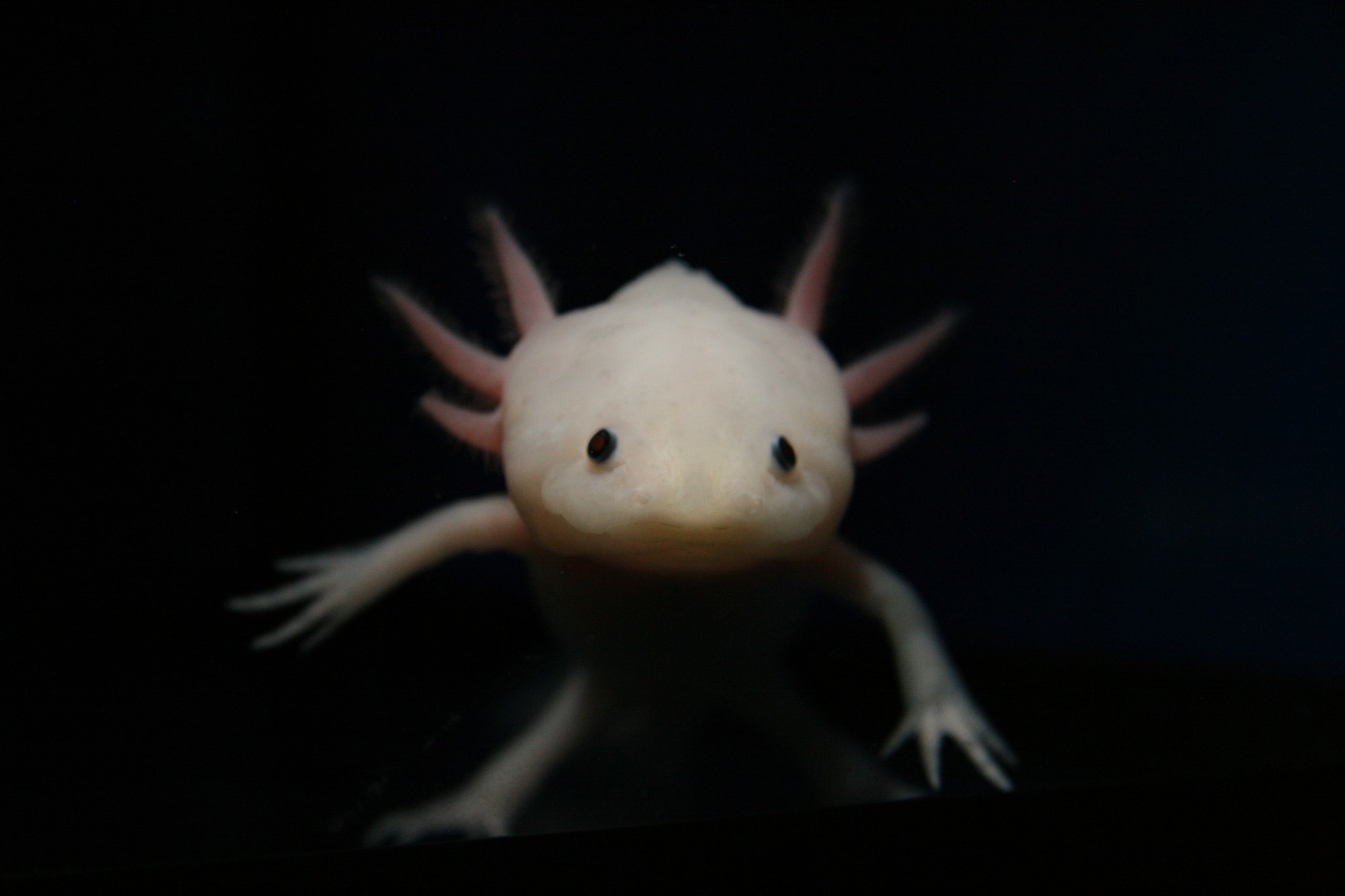 The Unparalleled Limb Regeneration Capabilities of Axolotl