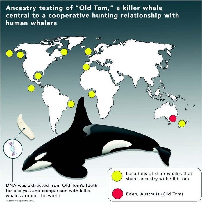 Graphic depicting ancestry testing of “Old Tom,” a killer whale central to a cooperative hunting relationship with human whalers. Image Credit: Isabella Reeves at Flinders University.
