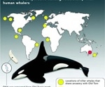 Scientists Find Surprise in Renowned Killer Whale Ancestry