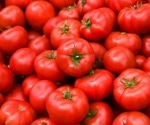 Molecular Responses of Tomatoes to Chilling Stress