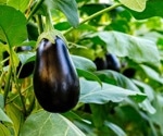 Identifying QTLs for Improved Nitrogen Use Efficiency in Eggplant