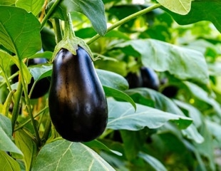Identifying QTLs for Improved Nitrogen Use Efficiency in Eggplant