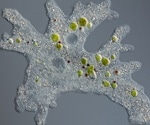 Study Discovers Fanzors in Eukaryotic Organisms
