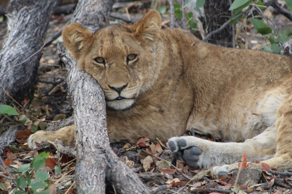 Lion-Human Interactions in a Debilitating Habitat
