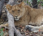 Lion-Human Interactions in a Depleting Habitat