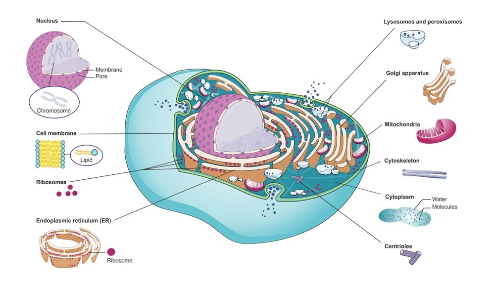 Structure of a mammalian cell with cellular organelles. Inside the cell membrane are nucleus, mitochondria, Golgi apparatus, rough and smooth endoplasmic reticulum and cytoplasm.