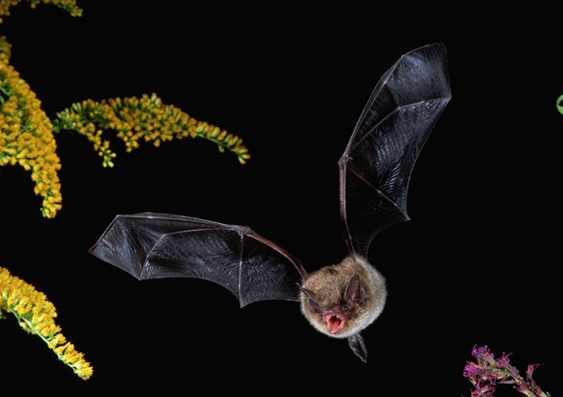 Bat Skull Sheds Light on Evolution of Echolocation