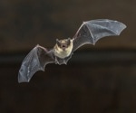 Bat Skull Sheds Light on Evolution of Echolocation