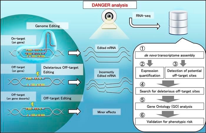 Scheme of safety evaluation by DANGER analysis. When off-target regions are affected by genome editing, unexpected changes in the mRNA quantity and sequence can emerge. The DANGER analysis is designed to analyze the effects from RNA-seq data at the Gene Ontology (GO) level.