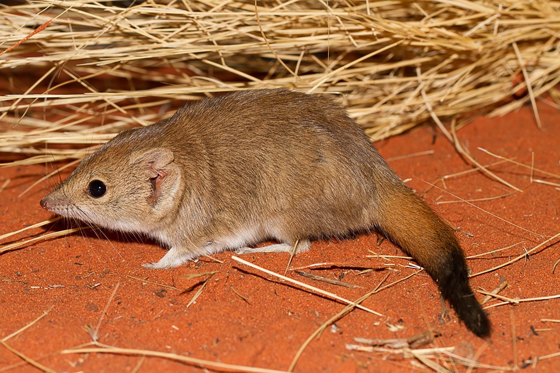 Research Reveals Three New Marsupial Species - Though All Likely Extinct
