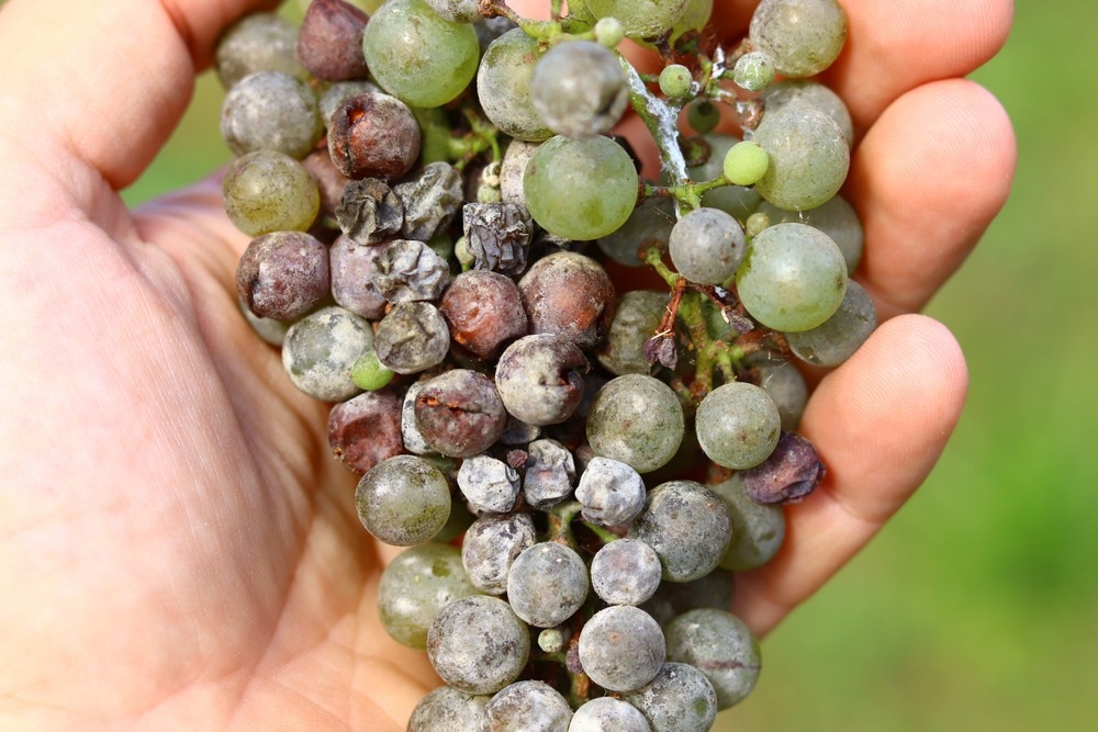 Powdery mildew disease in the bunch of grapes.