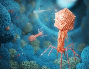 Bacteriophages as Unexpected Allies in Mammalian Health