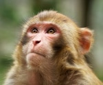 Uncovering New Insights Into Primate Brain Evolution