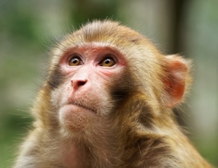 Uncovering New Insights Into Primate Brain Evolution