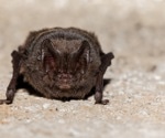 Barbastelle Bats' Quiet Hunting a Matter of Chance, Not Adaptation