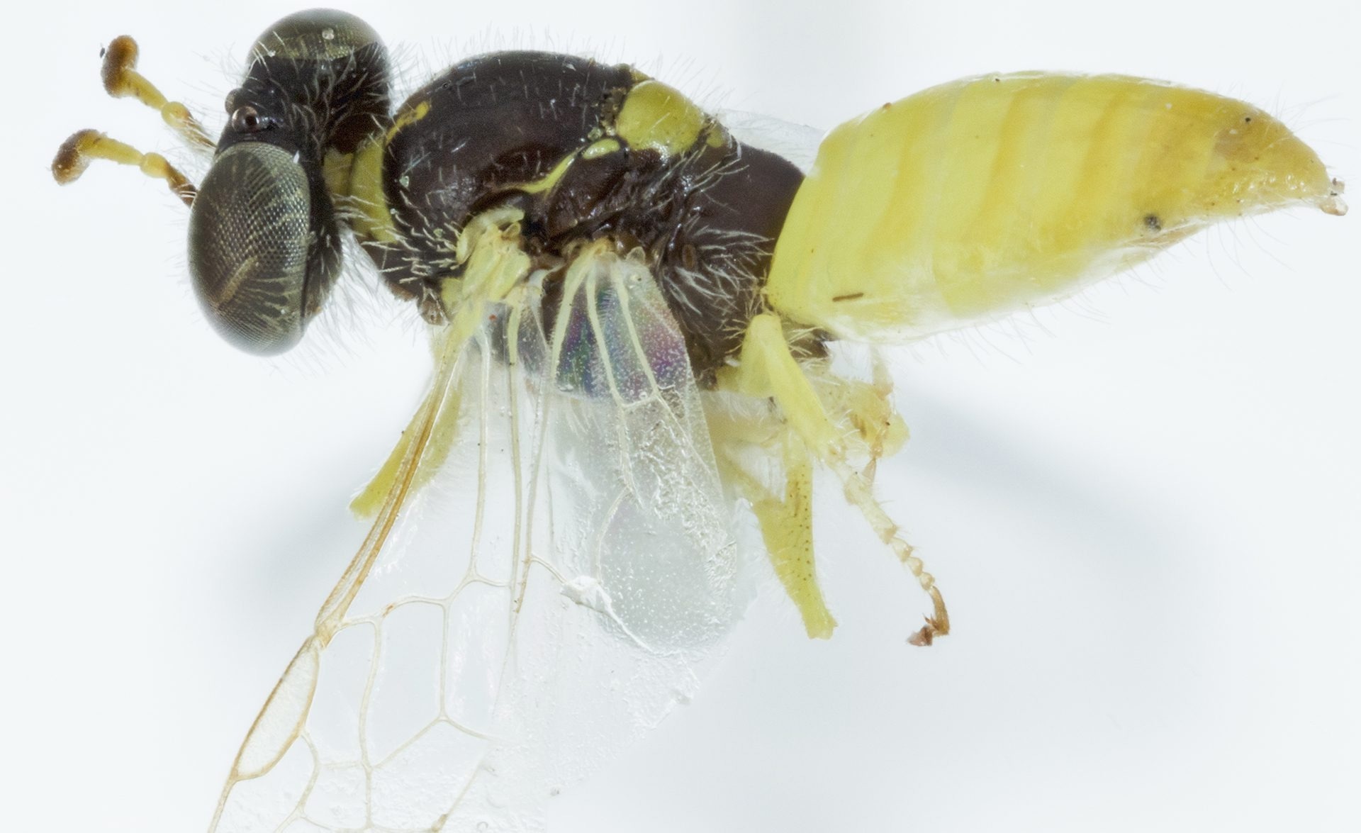 Two Bee Species Become One as Researchers Solve Identity Puzzle