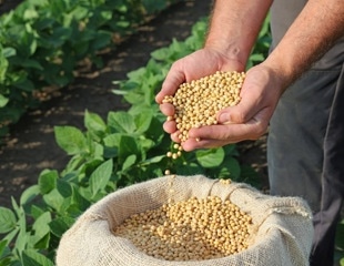 Developing New Strategies for Soybean Molecular Breeding