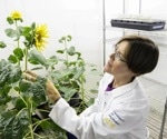Sunflowers’ Unique Sun-Tracking Mechanism Unveiled