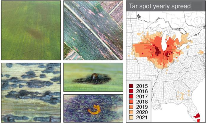 Unraveling the Mysteries of Tar Spot Disease in Corn