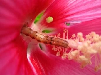 Distinctive Taste Receptors Between a Moth’s Larval and Adult Stages